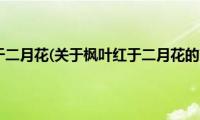 枫叶红于二月花(关于枫叶红于二月花的简介)