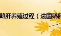 法国鹅肝养殖过程（法国鹅肝）