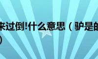 驴是的念来过倒!什么意思（驴是的念来过倒!是啥意思）