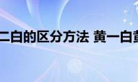 黄调一白二白的区分方法(黄一白黄二白怎么分辨)