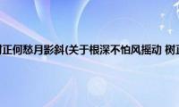 根深不怕风摇动(树正何愁月影斜(关于根深不怕风摇动 树正何愁月影斜的简介))