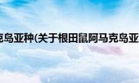 根田鼠阿马克岛亚种(关于根田鼠阿马克岛亚种的简介)