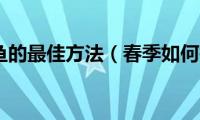 春季钓鲤鱼的最佳方法（春季如何钓鲤鱼）