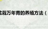 室内四季盆栽万年青的养殖方法（养殖万年青的窍门）