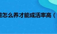 雀梅下山桩怎么养才能成活率高（雀梅下山桩怎么养）