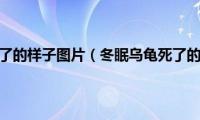 冬眠乌龟死了的样子图片（冬眠乌龟死了的样子图）