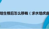 虎皮兰叶子水培生根后怎么移栽（求水培虎皮兰叶片生根方法）