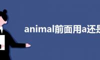 animal前面用a还是an